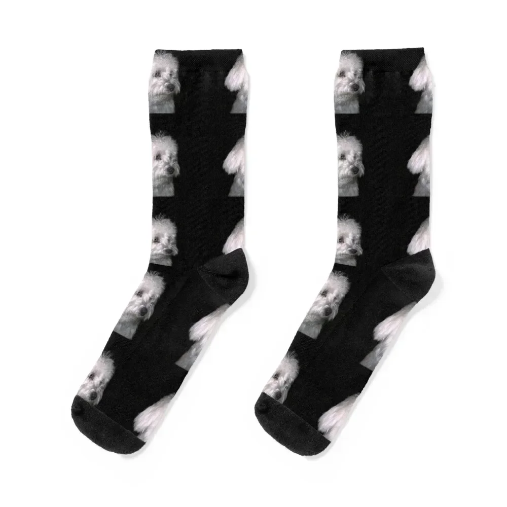 

Maltese Socks winter floor Argentina Toe sports Socks Man Women's