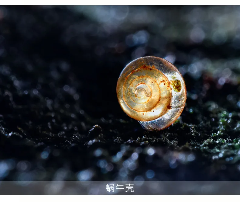 ZHONGYI 20 مللي متر F2 4X عدسة ماكرو تركيز يدوي إطار كامل لسوني E Nik F Fuji X Pentax PK Canon EOS EF Mount Camera