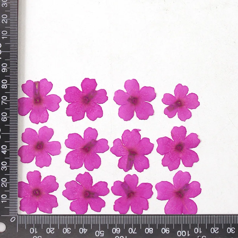 12 Stück, echte getrocknete Blumen, Prägematerialien, DIY-Zubehör für Epoxidharz, für Handyhüllen, Nagelkunst, Gesichtsaufkleber, handgefertigte Dekoration – Detail 18