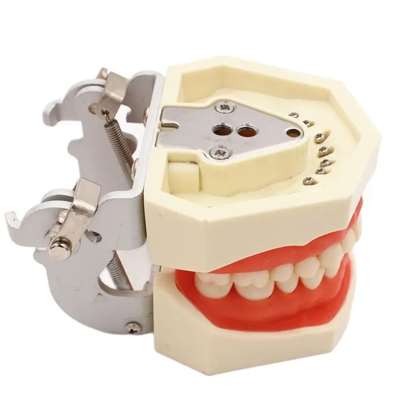 Dental model Teeth model gum teeth Teaching Model Standard Dental Typodont Model Demonstration With Removable Tooth 200H