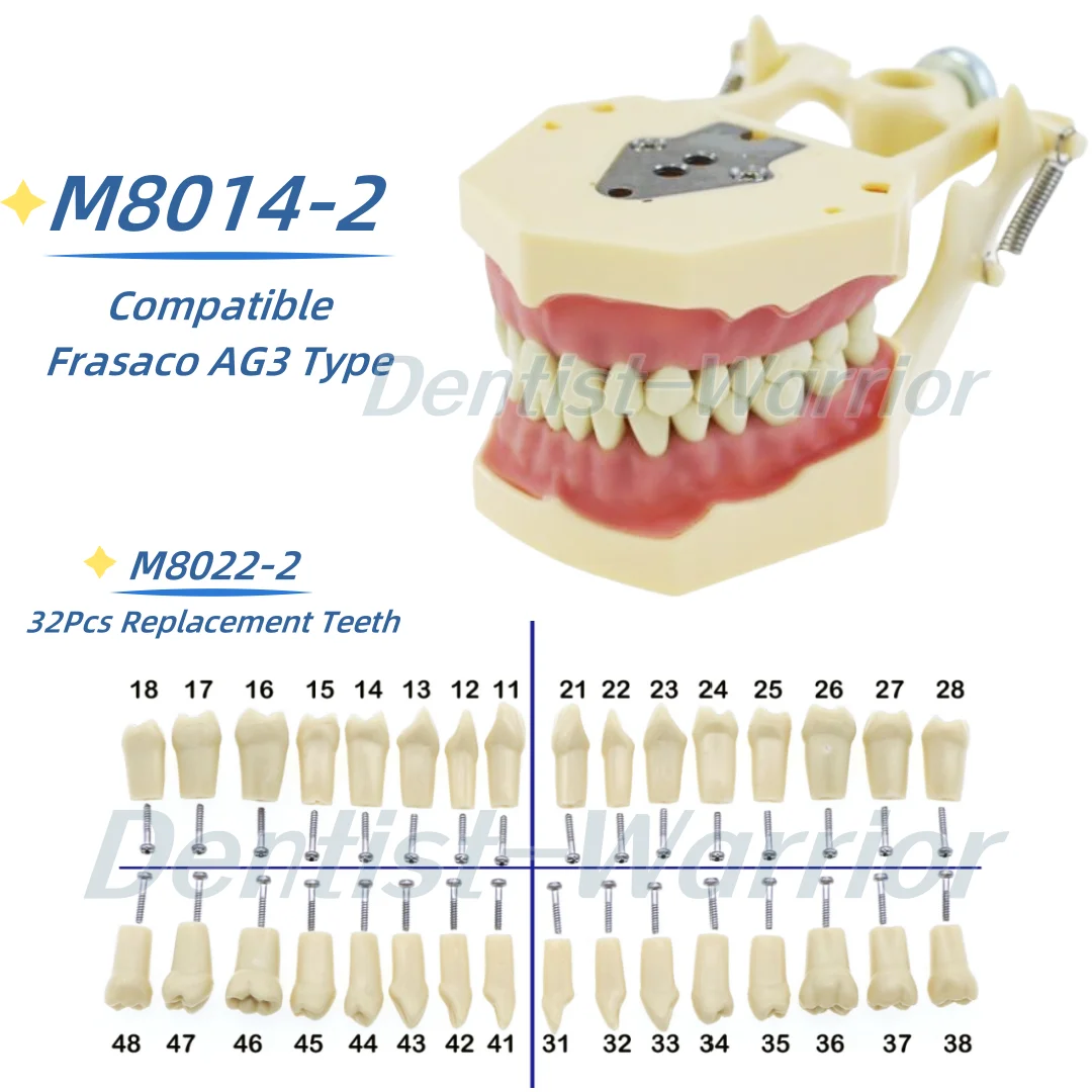 

Frasaco Ag3 Type Dental Restorative Typodont Model 32Pcs Removable Teeth M8014-2