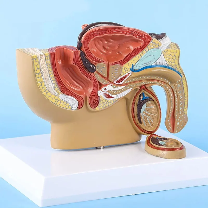 Female Uterine Reproductive Organ Sagittal Anatomy Model, Pelvic Reproductive System & Family Planning Demonstration Model