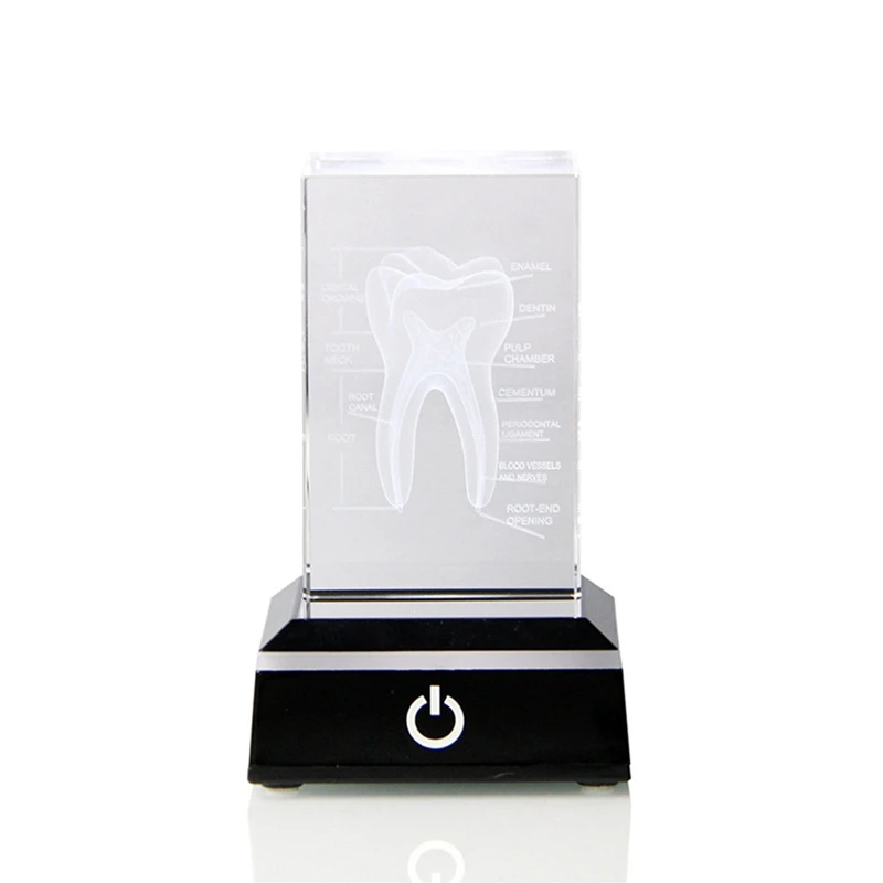 

Human Tooth Crystal Model, Laser Etched Anatomical Model, Engraved Oral Dentistry For Office Decoration Dentist Gifts Durable