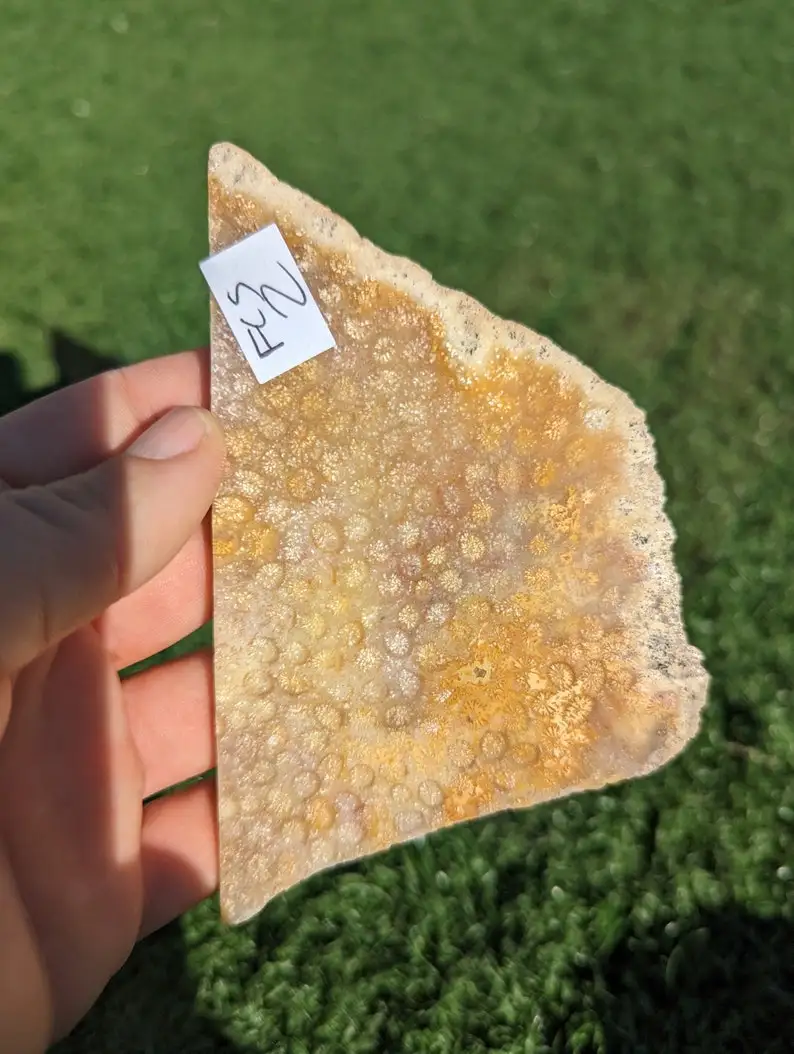 Fossil Coral Slab, From Indonesia. FCS2 Shaped Fossilized Coral Slab for Cabbing or Decoration