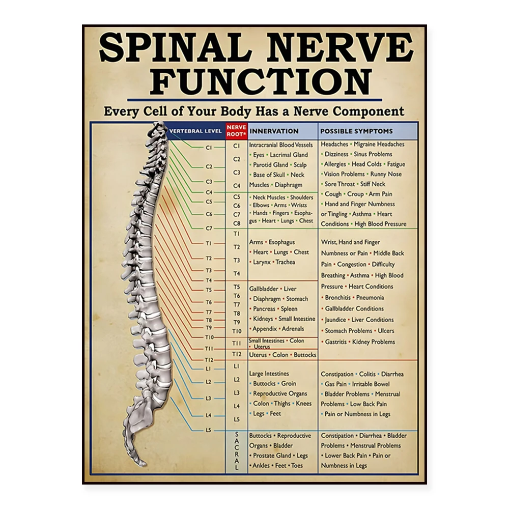 Chiropractor spinal nerve function, chiropractic side effects poster, vintage clinic wall art home decor