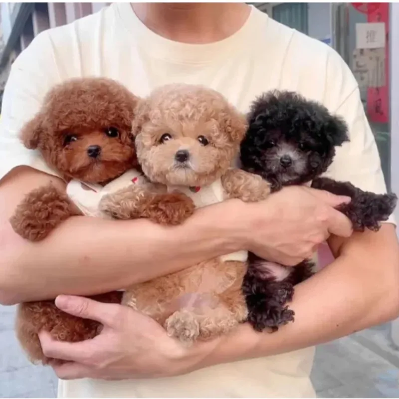My Realistic Robot Puppy Electric Simulation Puppy Plush Toys Child Companion Robot Robot Puppy Plush Doll Pet Robot