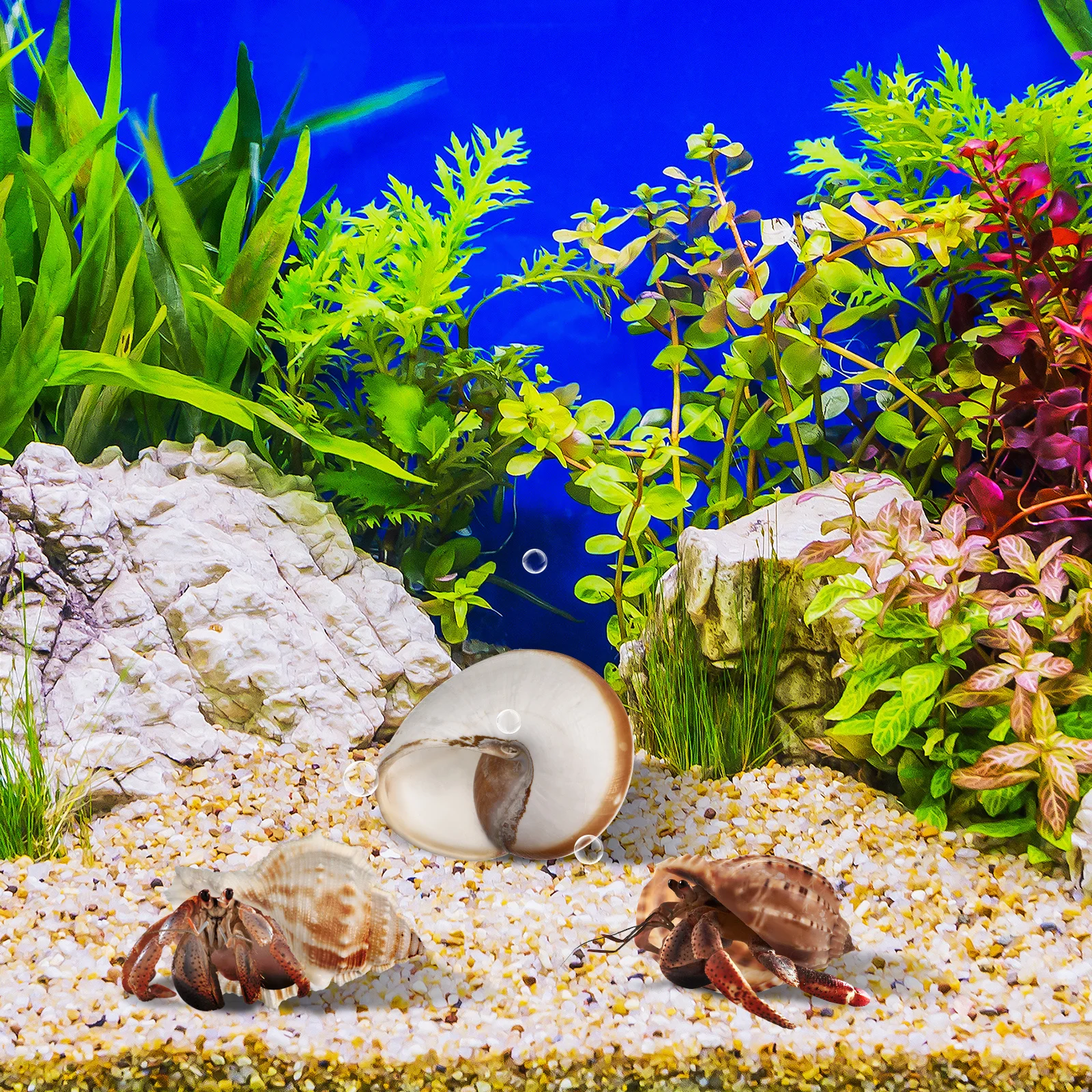 

6Pcs Aquarium Conch Shell Decor Large Hermit Crab Shells Natural Sea Conch Shells for Crafts Fish Tank Decoration