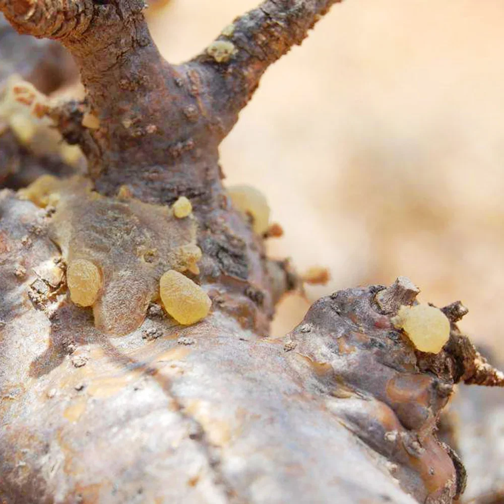 كتلة بخور لوبان عالية الجودة رائحة نظيفة Boswellia لوبان 20 جرام