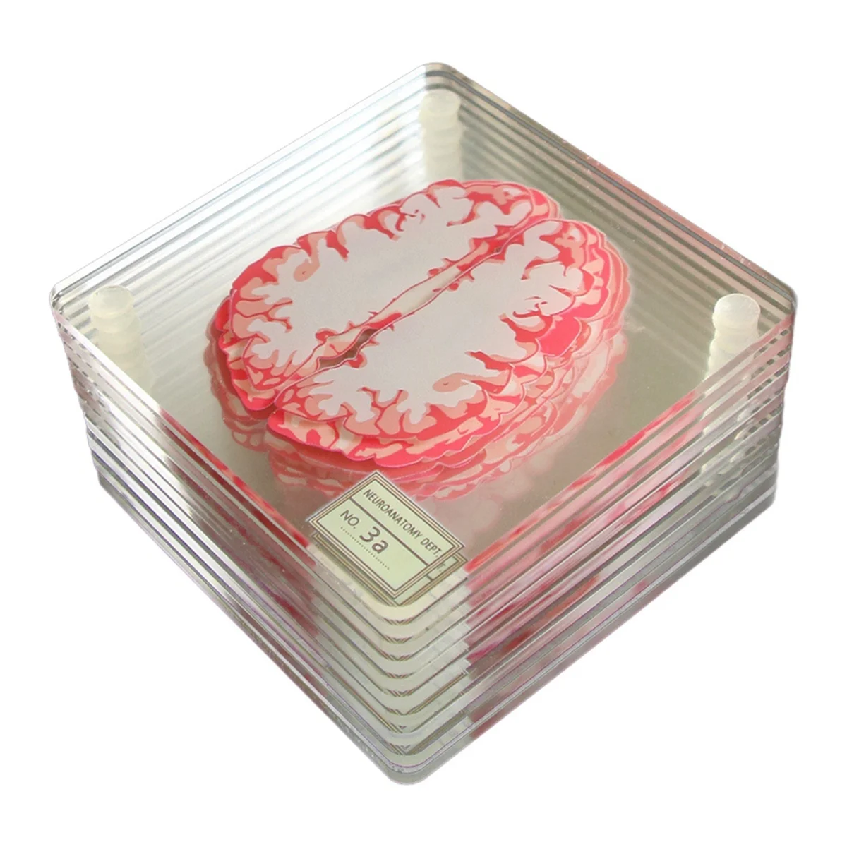 

Brain Specimen Coasters Set 3D Organ Brain Artwork Brain Slices Square Acrylic Drinks Table Coaster