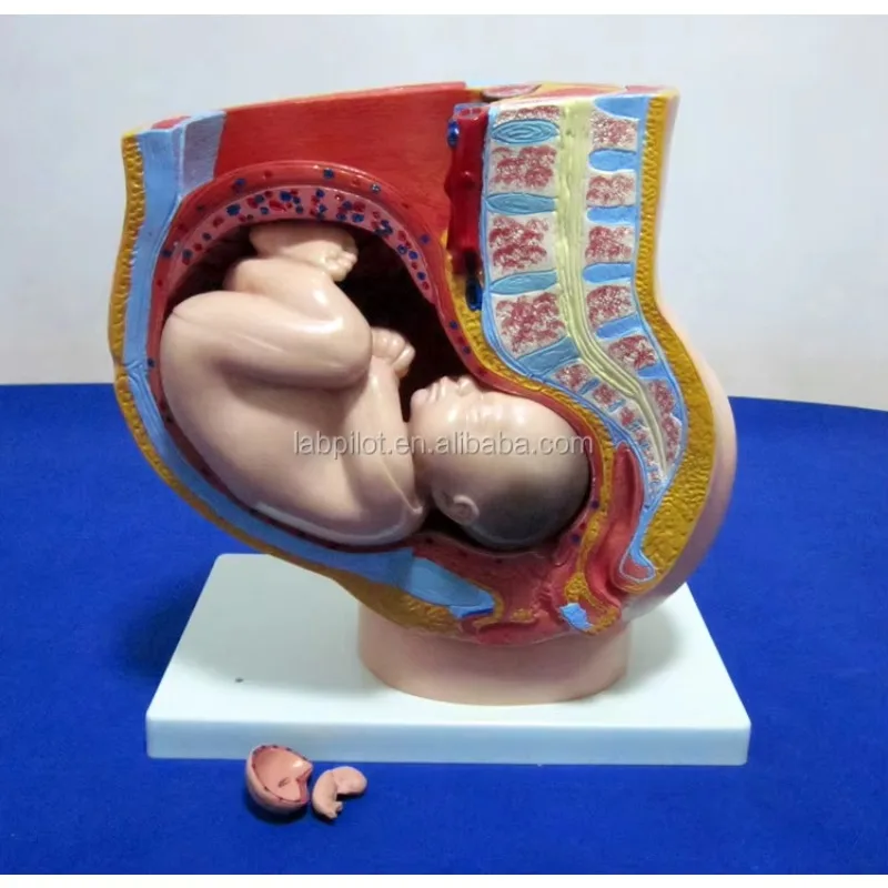 

unique 40th Week Pregnant Model,Female Pelvis with Fetus,Uterus and Embryo