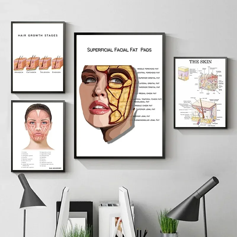 Anatomy Face Lip Muscle Hair Growth Poster Canvas Wall Art Pictures Facial Medical Education Home Clinic Hospital Decor