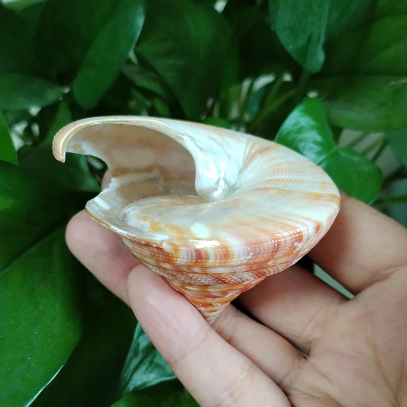 Natural Emperor\'s Slit Shell Orange Tower Snail Seashell Specimen Collection Aquarium Fish Tank Landscape Photo Props Decoration