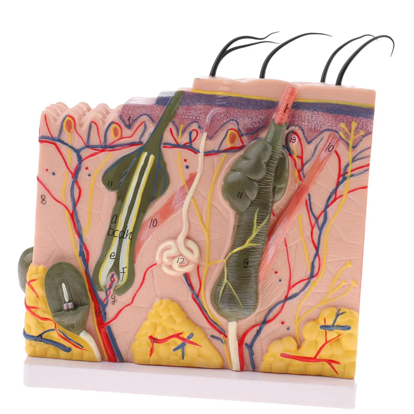 Human Skin Tissue Model, 50X Anatomy Biology Dermatology Science Educational Supplies w/ 25 labeled diagrams