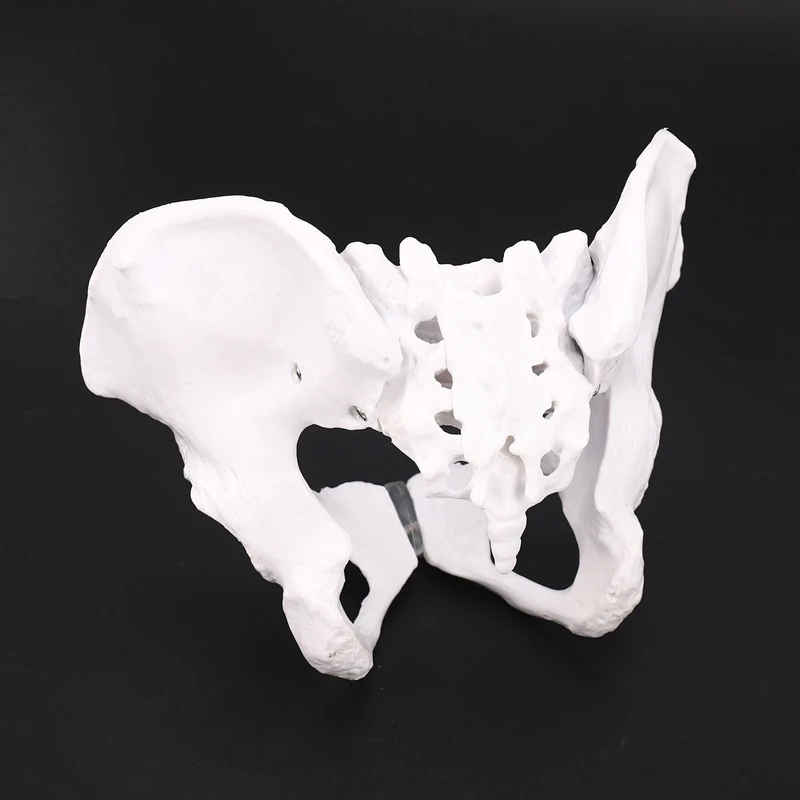 Female Anatomy Pelvis Pelvic Skeleton Throat Anatomical Anatomy Skull Sculpture Head Body Model