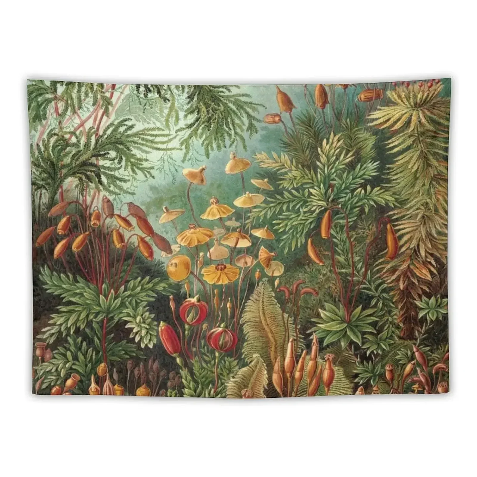 Haeckel Muscinae Drawing Tapestry Bedroom Decor Room Decorating Aesthetic Tapestry