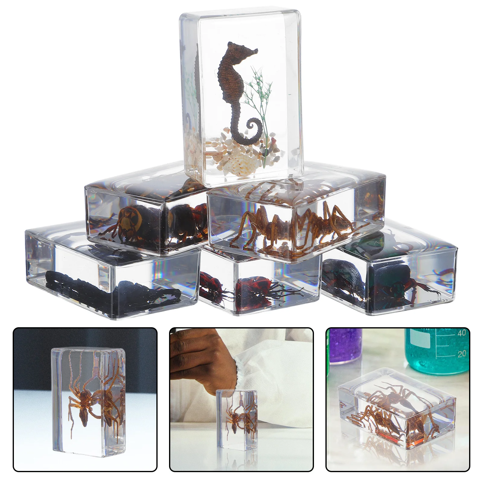 

6Pcs Resin Insect Specimen Bugs Collection Paperweights Transparent Resin Animal Specimens for Scientific Education