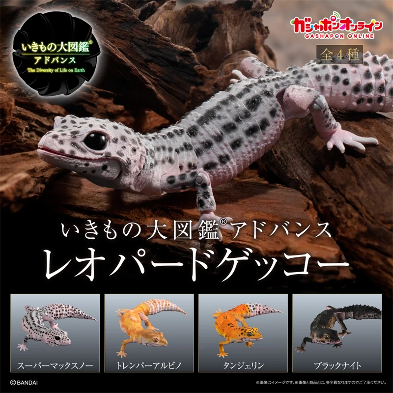 Japan Genuine Bandai Creature Big Picture Large Size Leopard Correlophus Ciliatus Capsule Toy Simulated Movable Fat Tail Toy