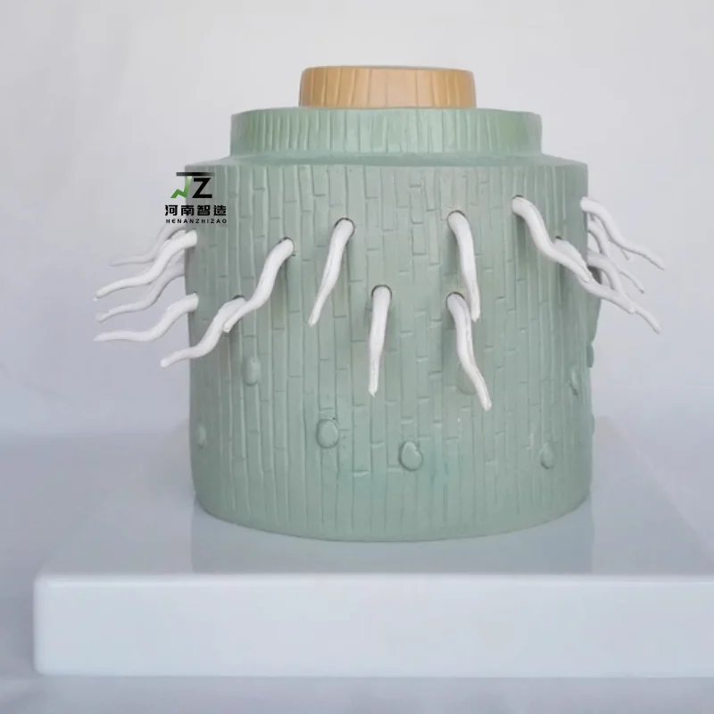 

Анатомическая модель нутотиленового кореня растений, анатомия растений, демонстрационная модель преподавания биологии