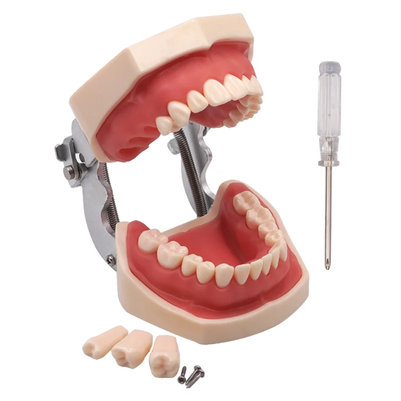 

Dental Teeth Model 28 Removable Tooth Model Dentist Students Study Training Practice Lab Teaching Demonstration Learning Tool