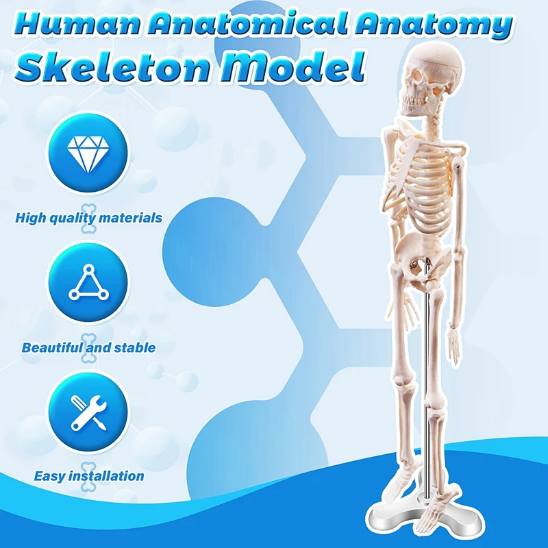 45CM Human Anatomical Anatomy Skeleton Model Poster Learn Aid Anatomy Human Skeletal Model