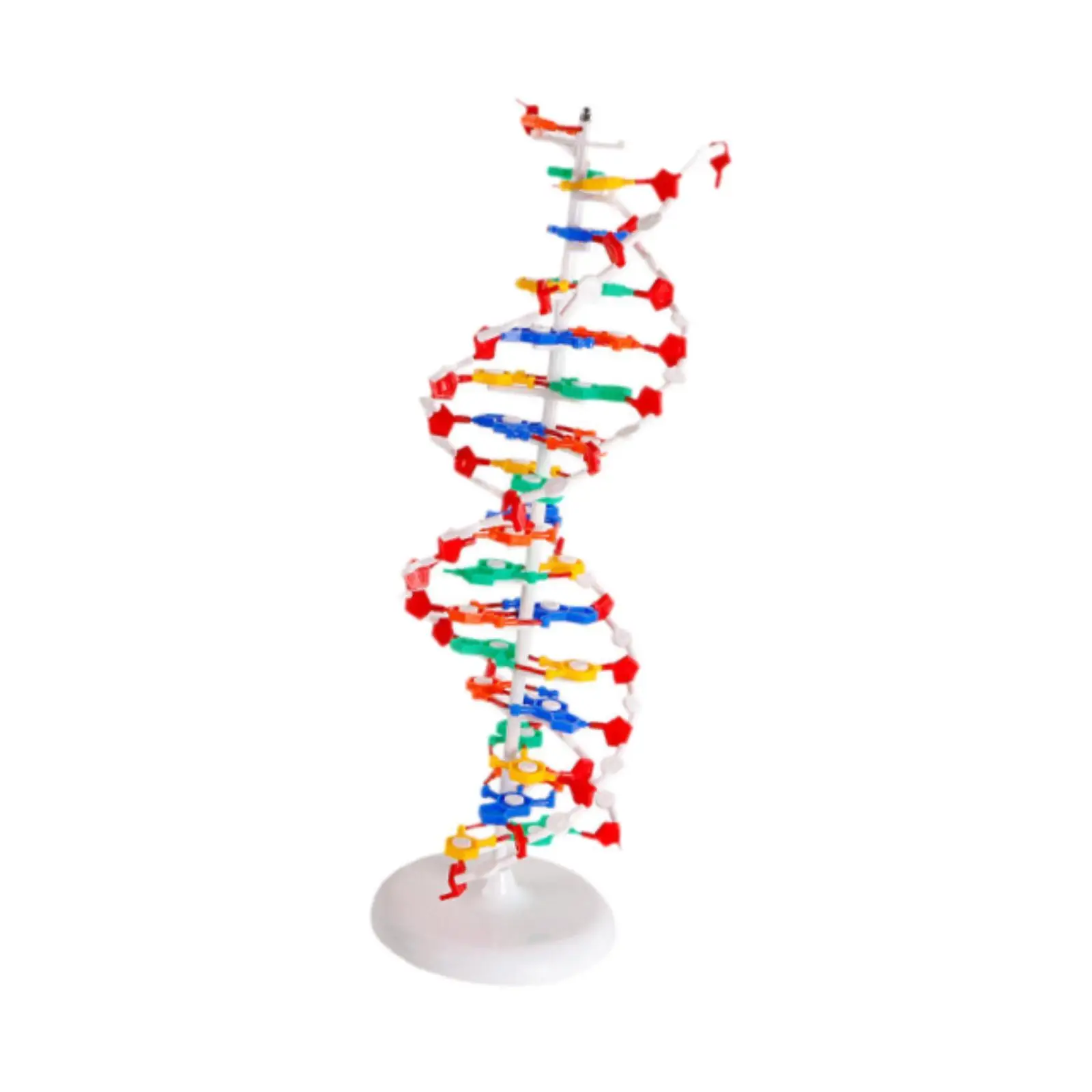 Dna Double HELIX Model Sturdy Professional Gifts Human Genes Learning Kit