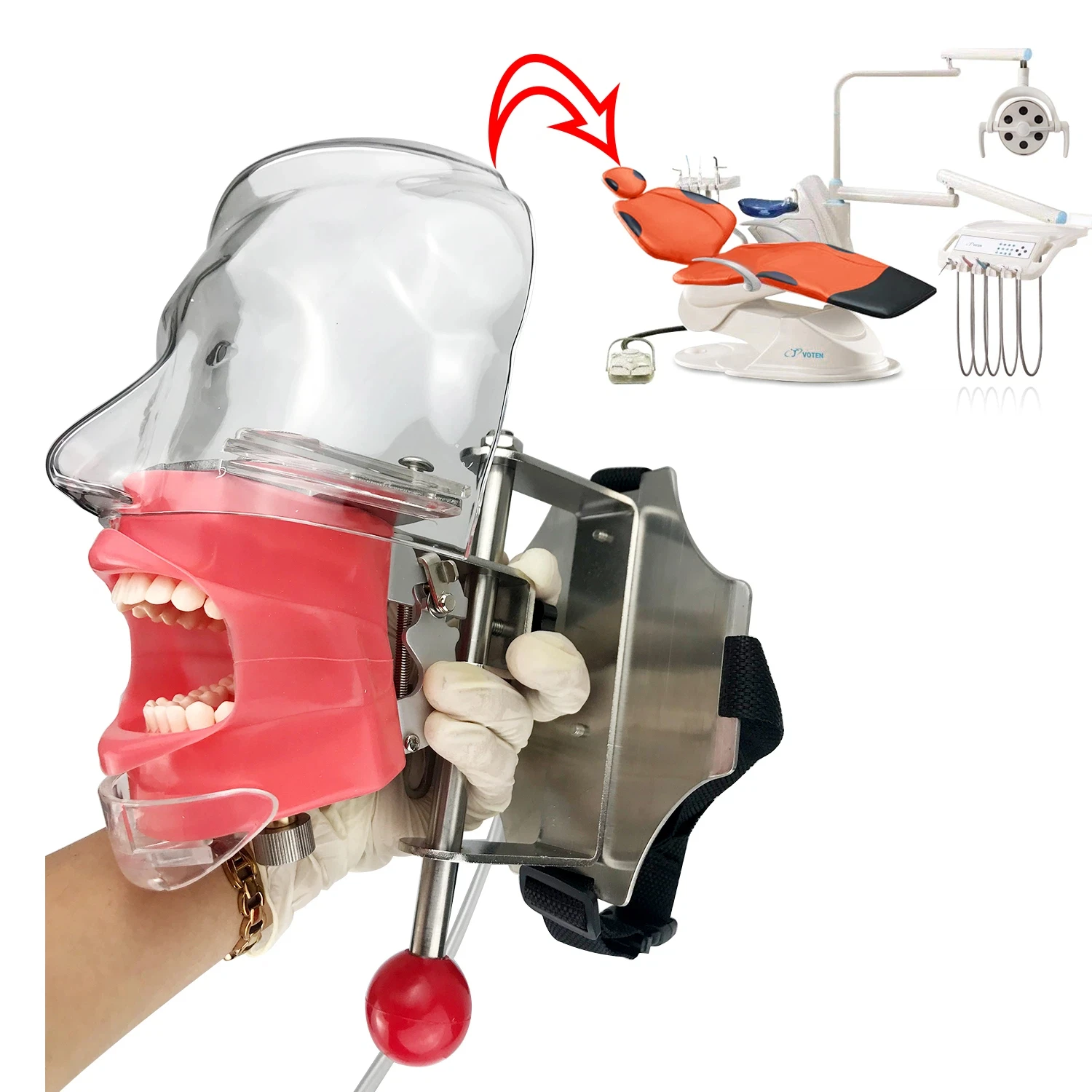 Head Model Dental Simulator Phantom Head for Dentist Education Dentist Teaching /Simple Head Model Phantom for Training Apparatu