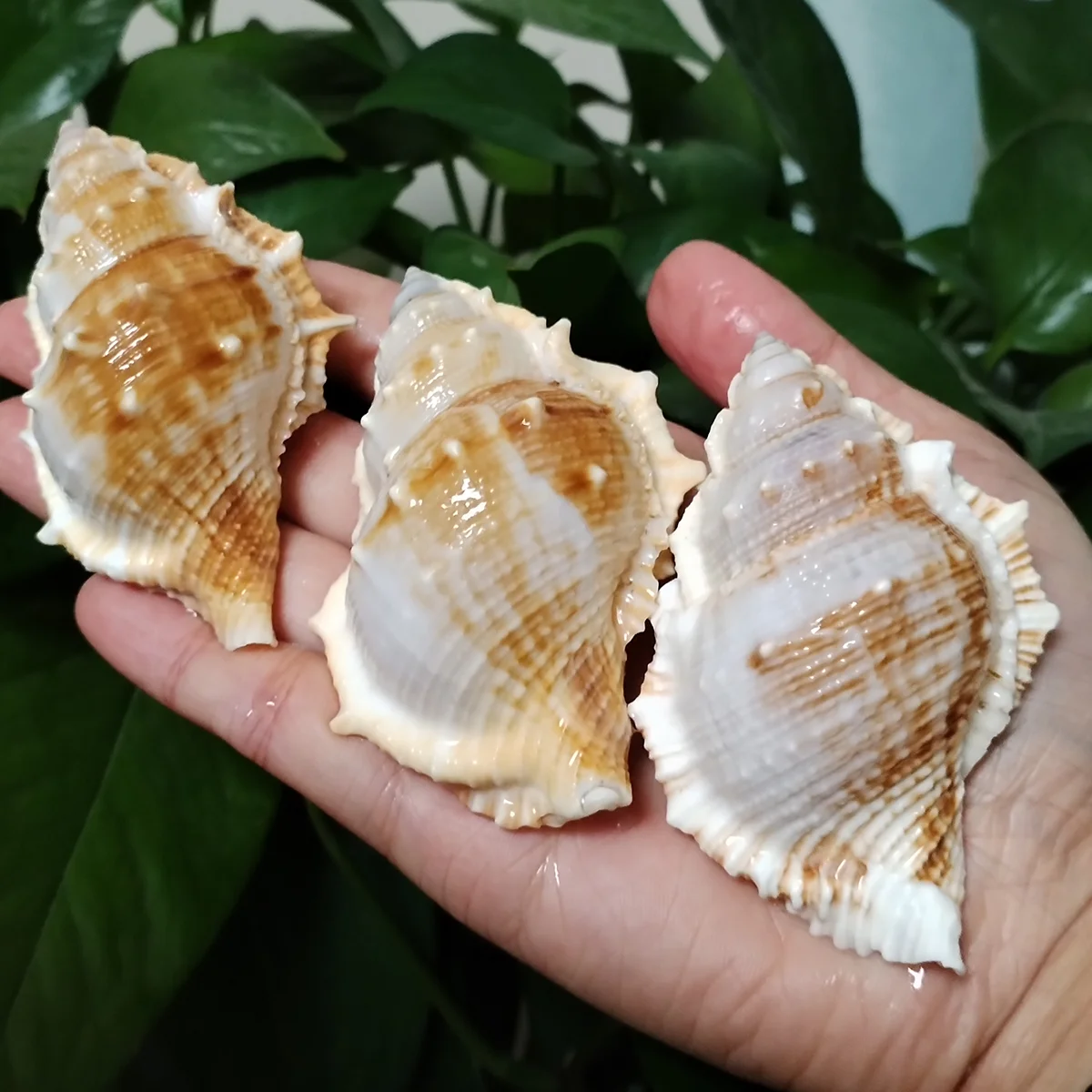 3 PCS Bufonaria Perelegans Whelk Seashell Snail For Specimen Collection Aquarium Fish Tank Landscape Photo Props Decoration