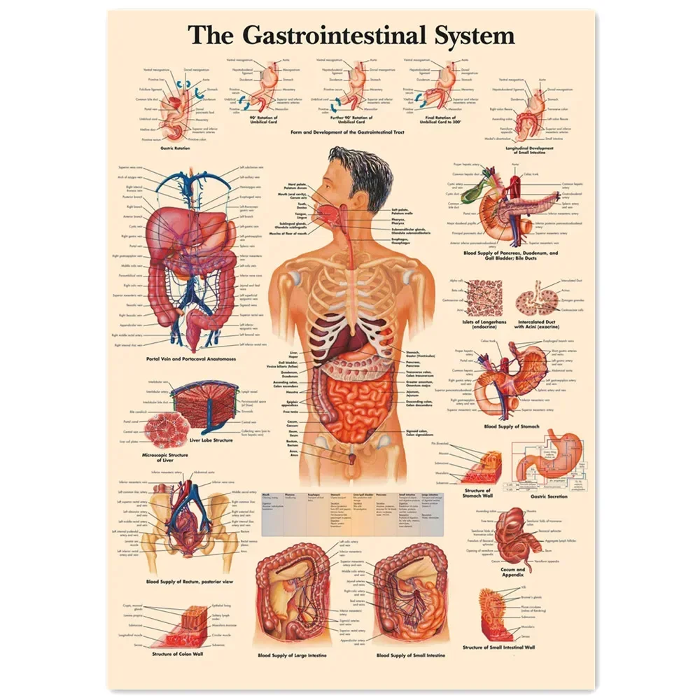 The Gastrointestinal System Vintage Kraft Paper Wall Art Painting Human Anatomy Medical Posters & Prints Wall Stickers Decor