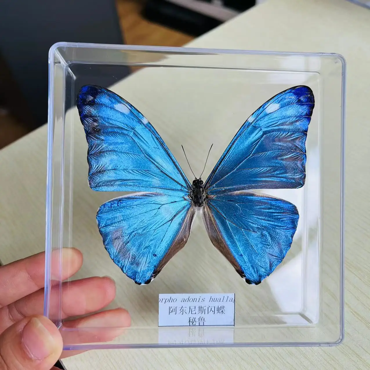 Real Butterflies Exquisite Rare Butterfly Specimens Transparent Box Teaching Display Home Decoration Collectibles Wall Art Gifts