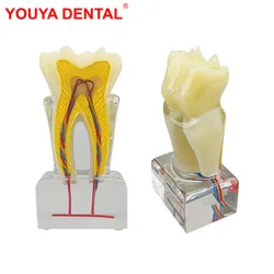 3D Teeth Anatomy Dental Model Teaching Study Dental Anatomical Model for Dentist Patient Education Demonstration Dentistry Items