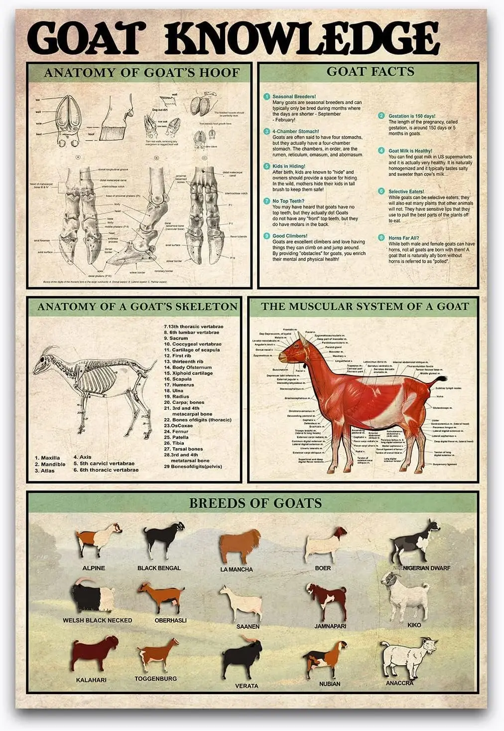 Goat Facts Chart Tin Posters Goat Knowledge Metal Signs Goat Infographic Retro Plaques Home Farmhouse Room Wall Decor 8x12 Inche