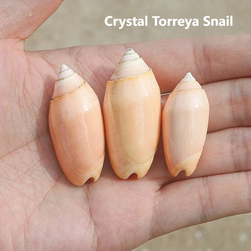 Crystal Torreya Snail Natural Shell Conch Orange Torreya Fish Tank Landscaping Decoration Rare Collection Specimen Material