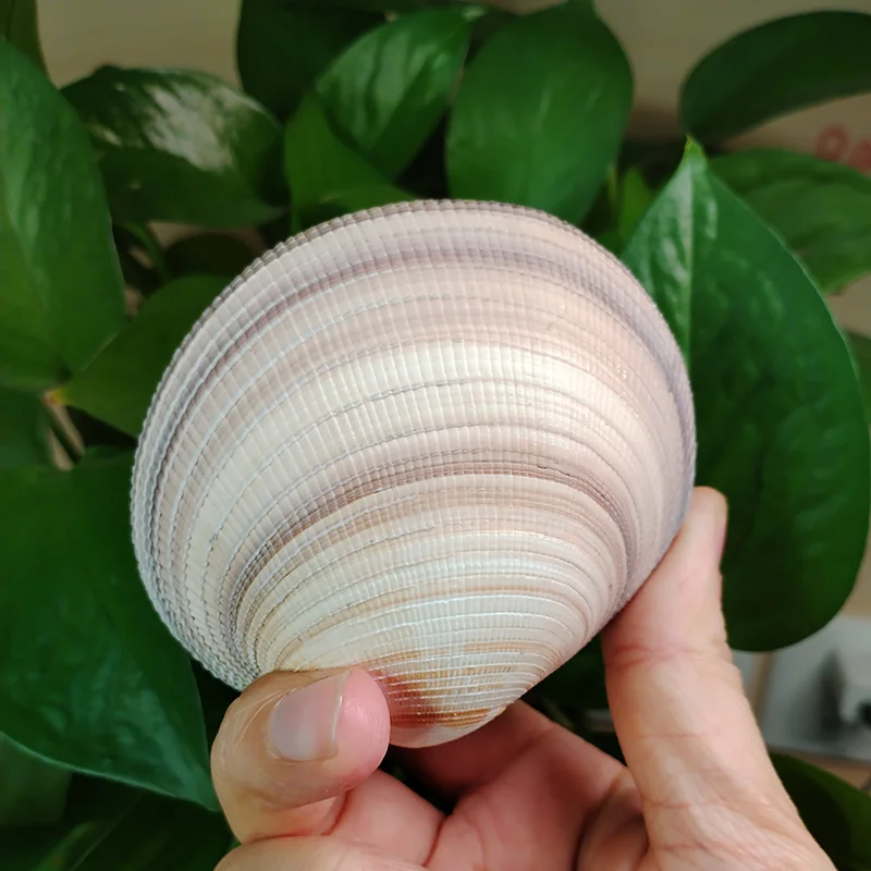 9-10CM Natural Cockle Shells Delicate Purple Streaked With Alternate Bands Cockle Fish Tank Floor Wedding Gift Natural Specimen