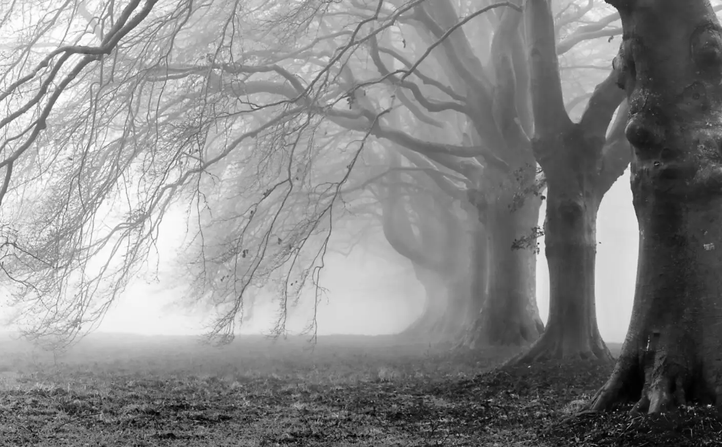 

Пользовательские 3D обои черно-белое дерево кокосовая пальма живопись маслом украшение дома гостиная фон настенная роспись