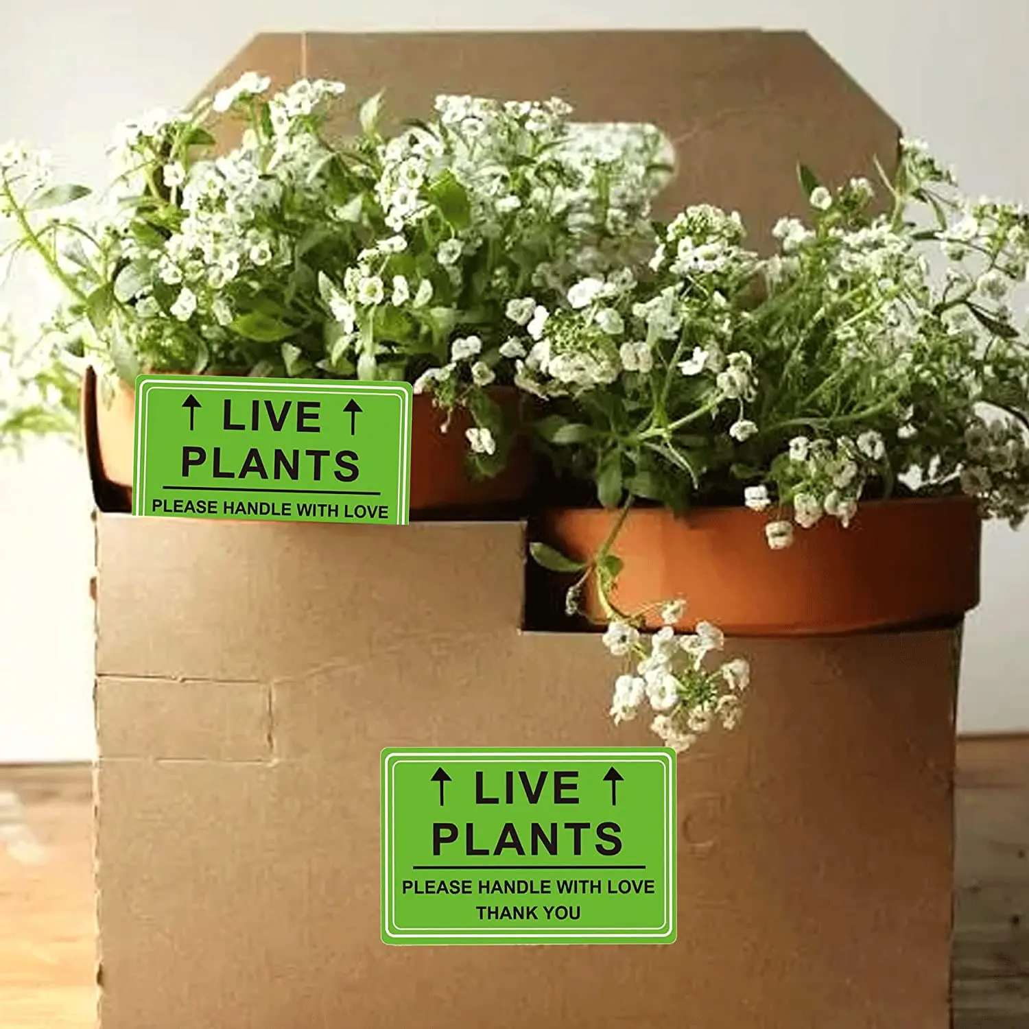 Imagem -04 - Polegada Plantas Vivas Envio Lable Plantas Verdes por Favor Lidar com Adesivos de Amor Etiqueta Frágil para o Transporte Armazém Palete 2x3