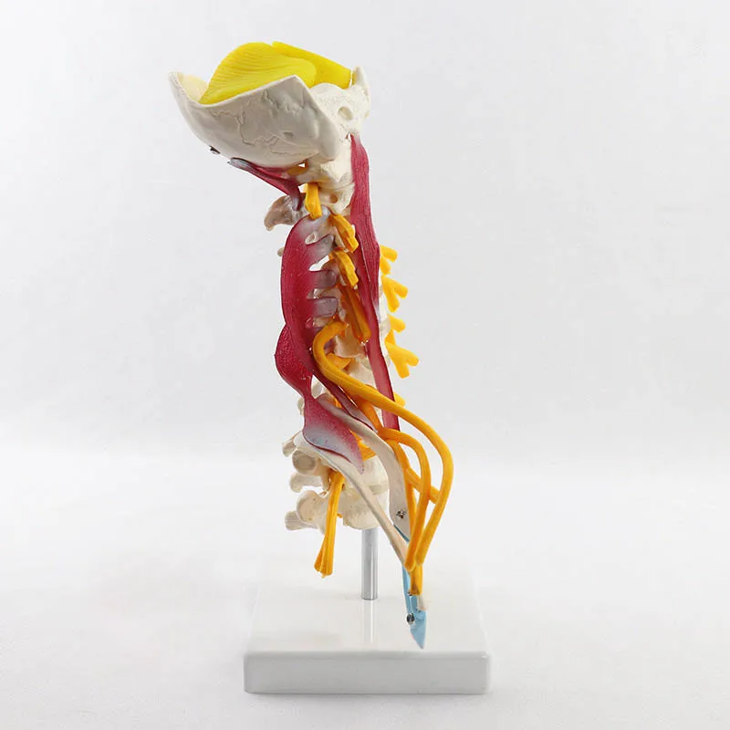 1:1 Human Cervical Spine Anatomy Model Medical Science Teaching Resources Dropshipping