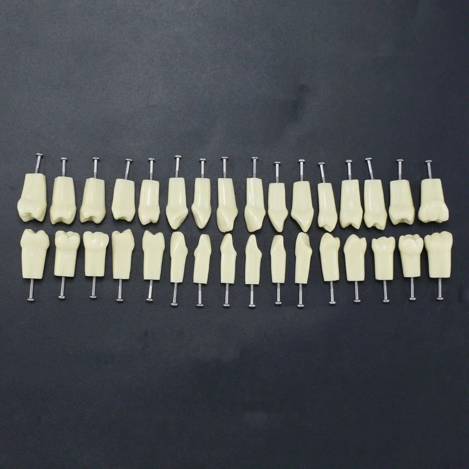 Dental Suture Replacement Screw-in Teeth Typodont Model Fir Frasaco AG3 Type,model Teeth Dentistry Training Practice Tooth