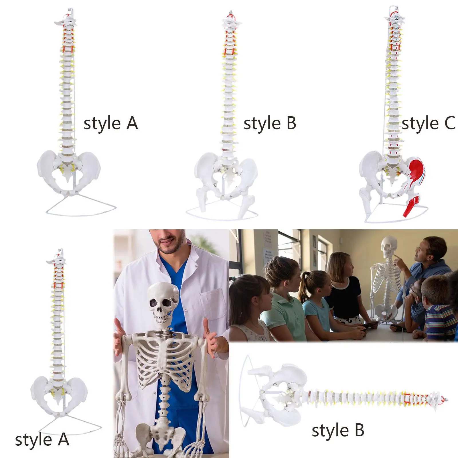 Spine Model Vertebral Column Model with Stand, Tabletop Decoration with Femur Spine Display Stand,