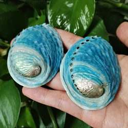 2 PCS Blue Abalone Shells Natural Paua Shell Haliotis Iris Aquarium Landscape Seashells For Diy Nautical Decor Jewelry Holder