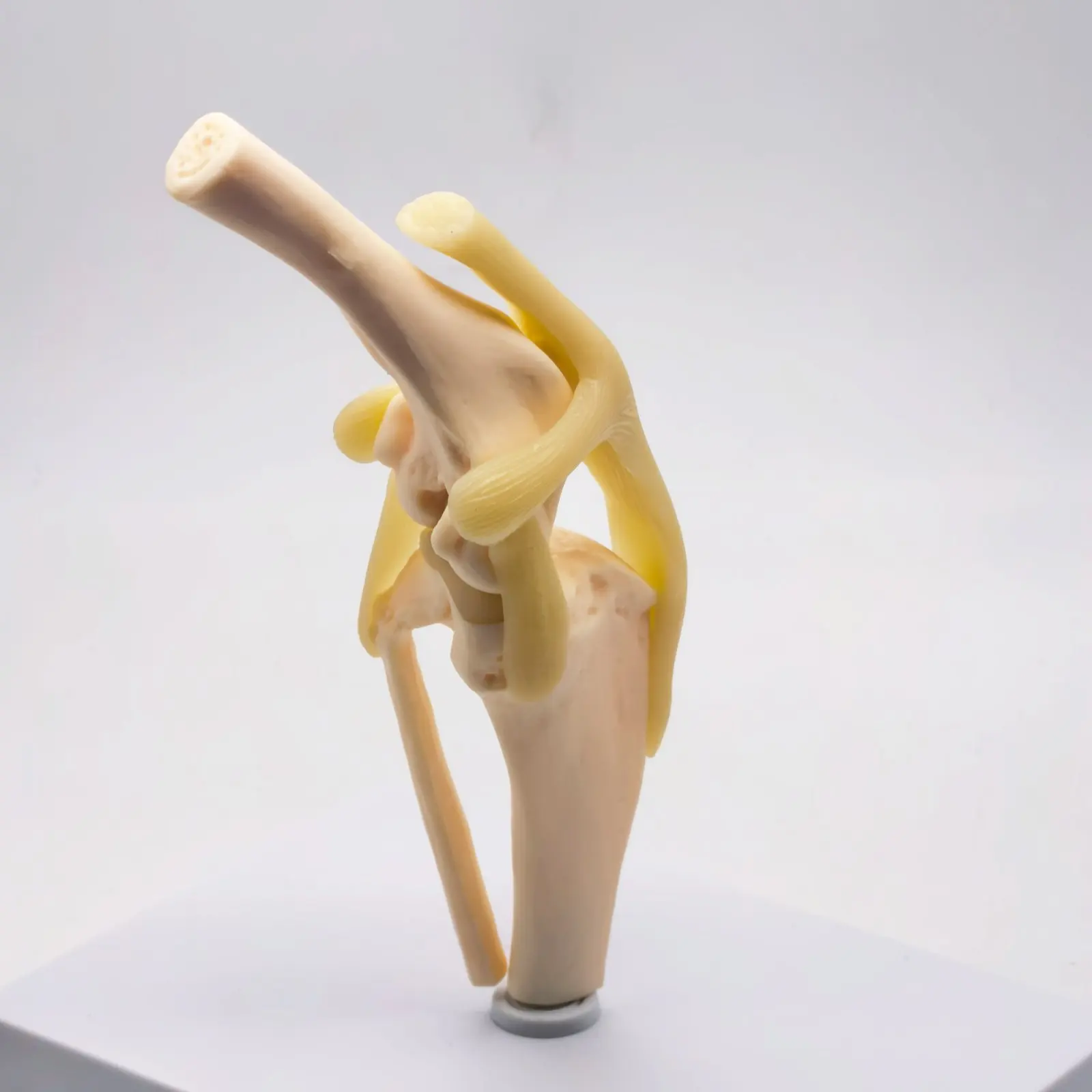 Dog knee Canine Joint model Medical Veterinary Teaching Research Skeleton Animal Teaching Training Aid Education