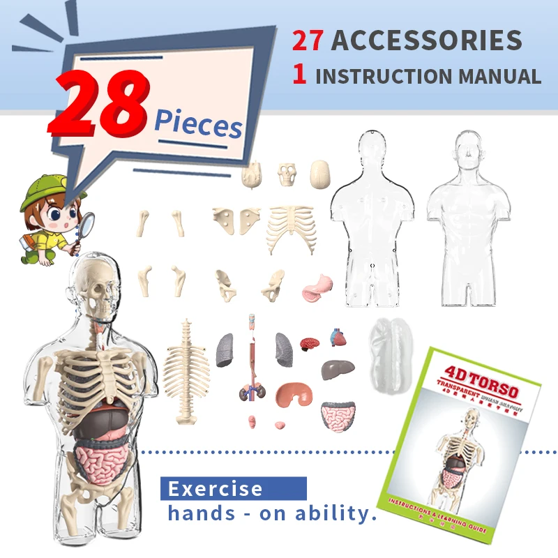 Scheletro umano Modello di organo Giocattoli Scienza cognitiva Educazione Puzzle biologico Costruzione di scheletro Modello umano Giocattoli per bambini