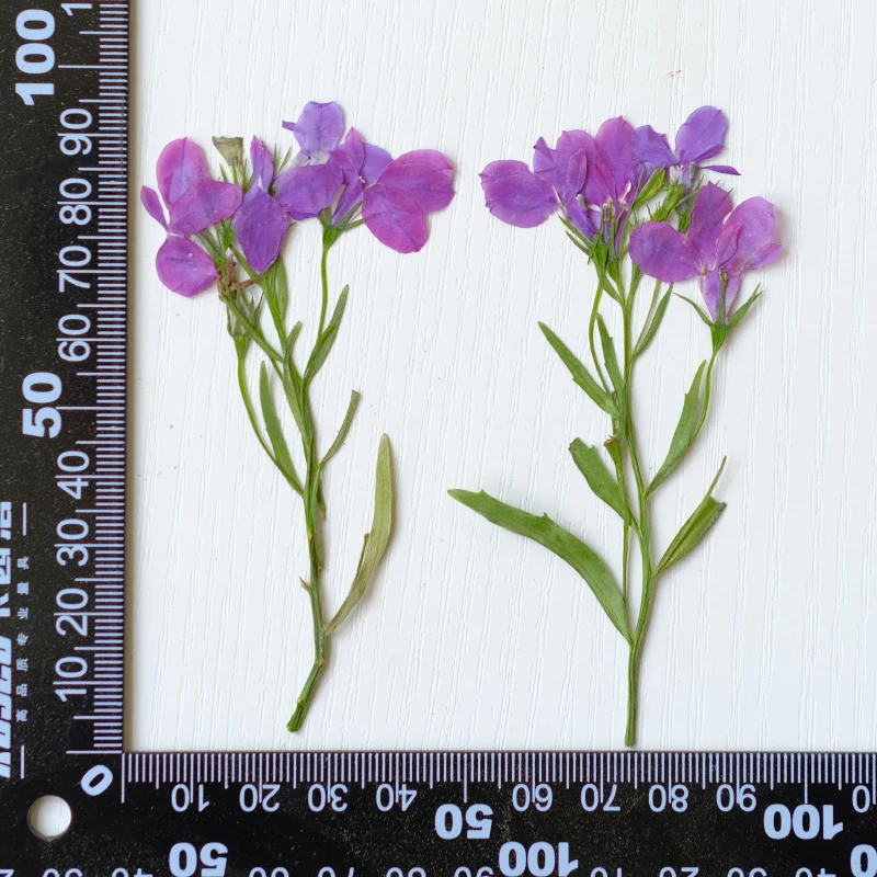 6 قطع/8-13 سم، زهور اللوبيليا إيرينوس الطبيعية المجففة والمضغوطة مع سيقان، بتلات يدوية الصنع للمكياج، فن الأظافر، مجوهرات الراتنج، فواصل الكتب