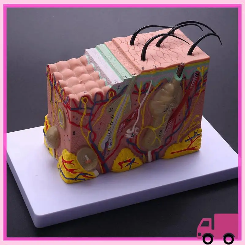 

Compact Skin Model,Skin And Hair Structure Enlarge Model Anatomical Model Anatomy For Science Classroom Study Display Teaching M