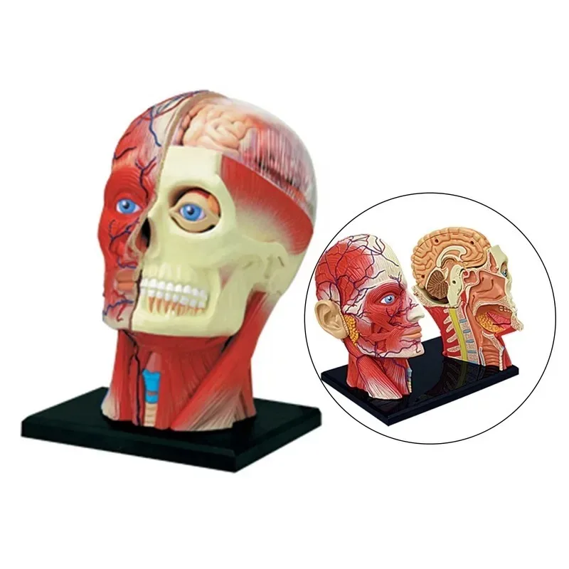 4D Assembled Humans Skeleton Anatomical Model Brain Nasal Oral Pharynx Larynx Cavity Model Anatomia Exploded Skull Education Toy