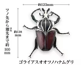 Japan Sota Gashapon Capsule Toy Insect Model Simulation Decoration