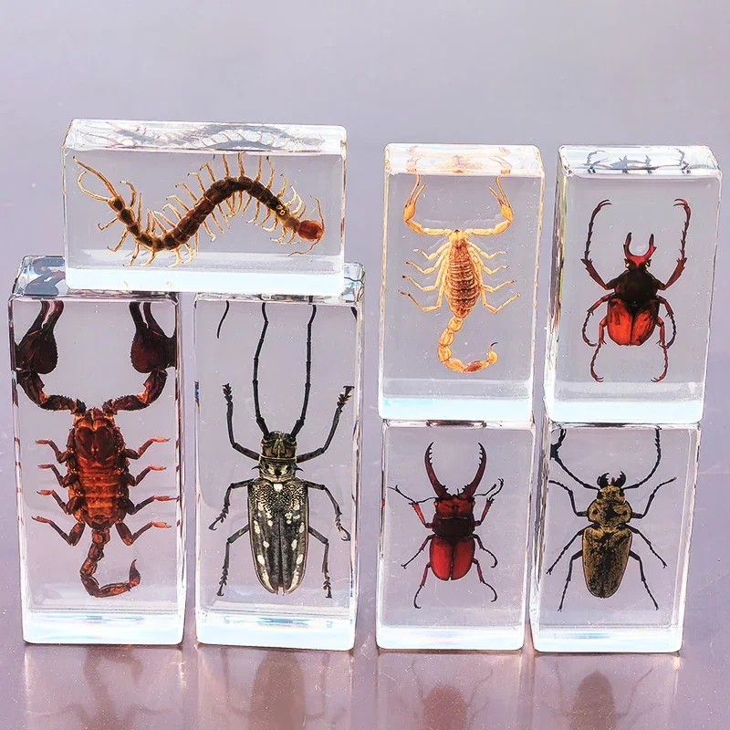 27 Large Real Insect Specimen Transparent Resin Small Ornament Known Beetle Spider Home Decoration Accessories for Living Room