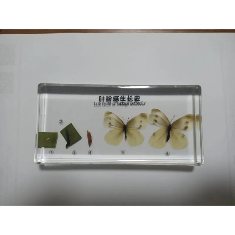 

Метод разработки образцов, биологический энтомологический учебный пособий