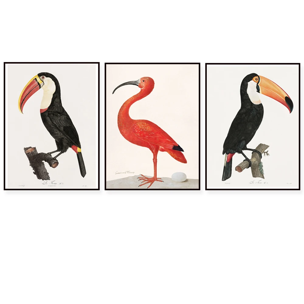 Majestic peacock, toucan, vintage bird illustration, nature encyclopedia jungle bird art, exotic birds, animal infographic poste