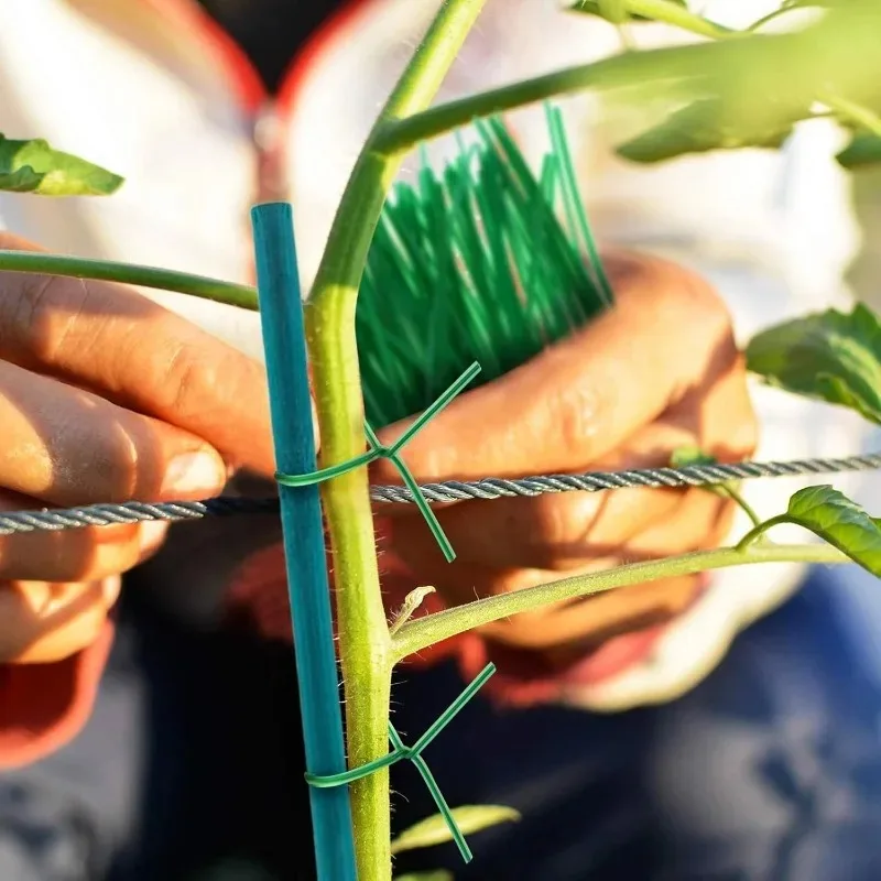 Plant Support Sticks Canes Bamboo Plants Support Stakes Plants Tomato Sticks Supports Flower Sticks Climbing Plant Garden Sticks view 3