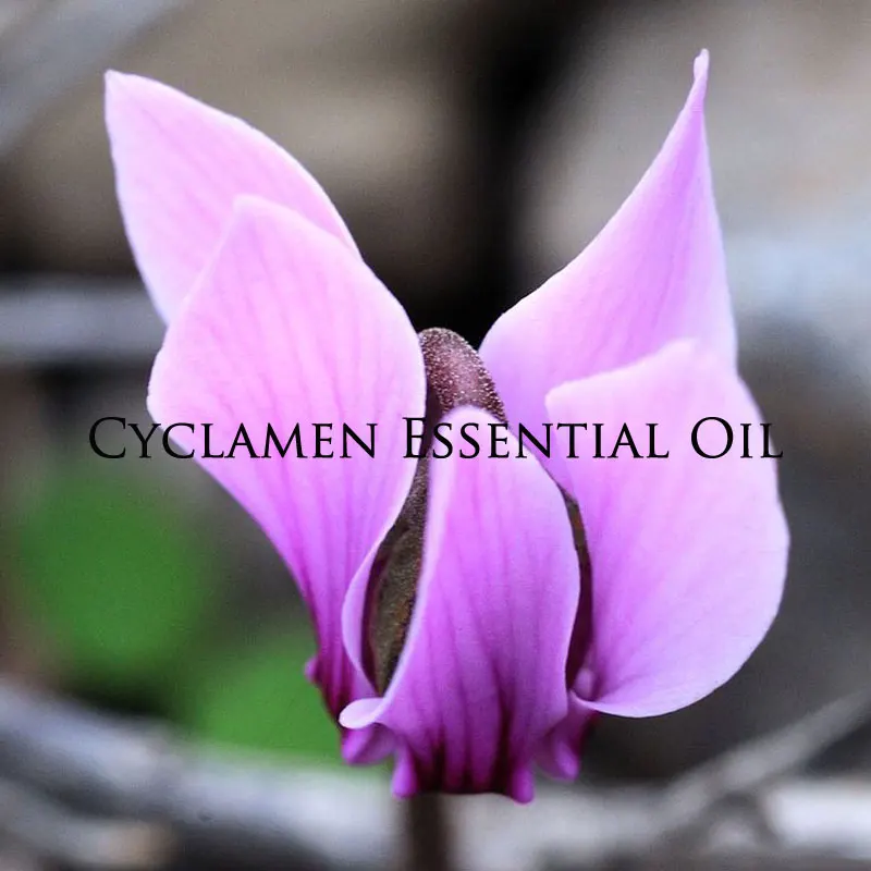 Cyclamen Essential Oil(Cyclamen persicum) 100% Pure & Natural/Therapeutic Grade Aromatic Oil, Undiluted Essential Oil